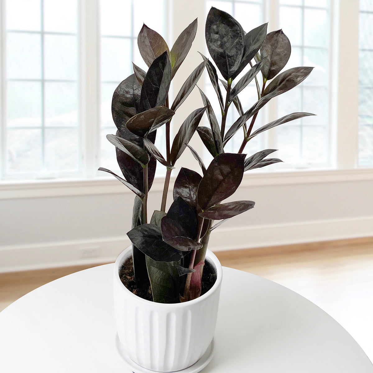 Black ZZ Plant (Zamioculcas zamiifolia Oscura™)