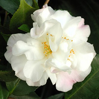 Camellia Sentuous