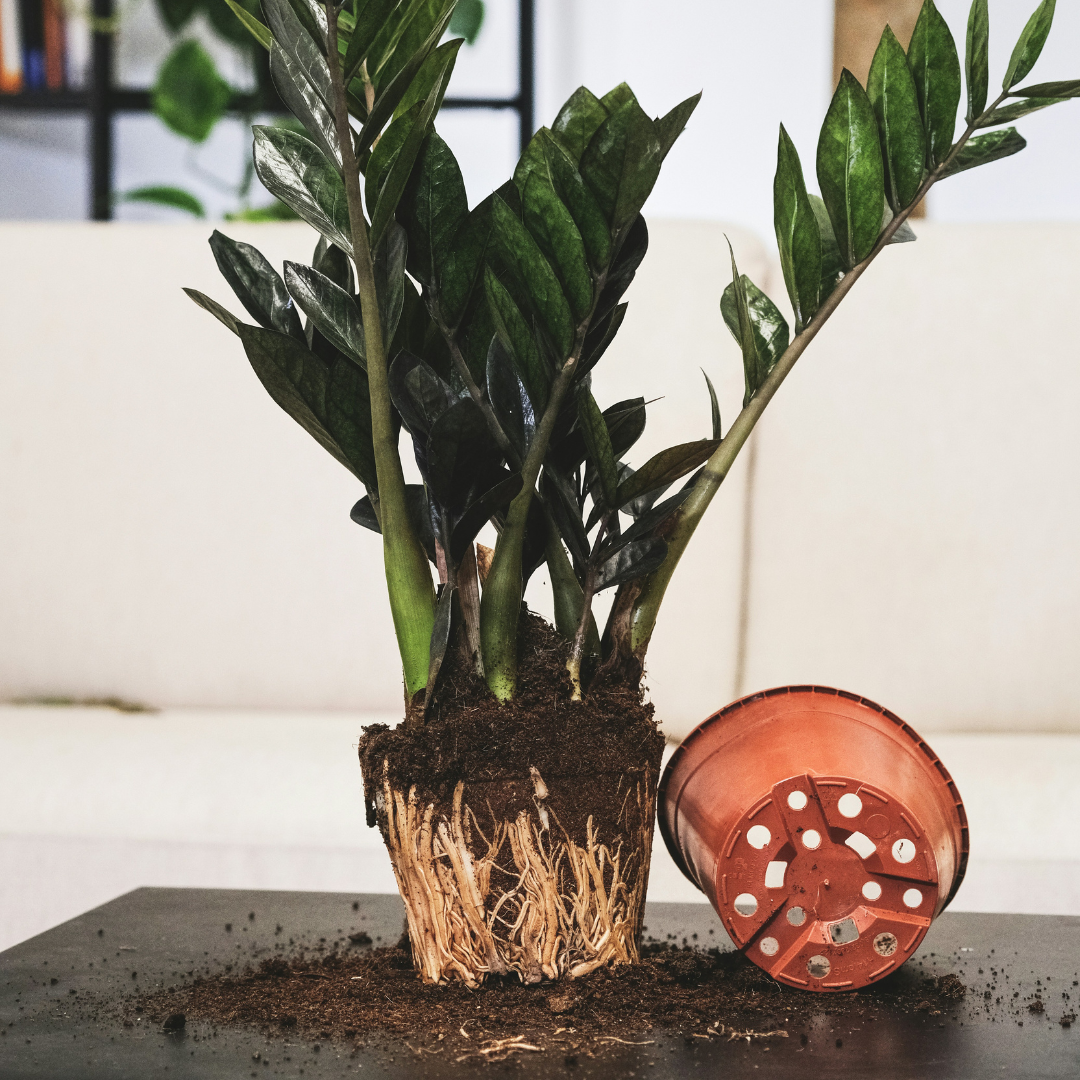 Know Your Roots for Optimum Plant Health