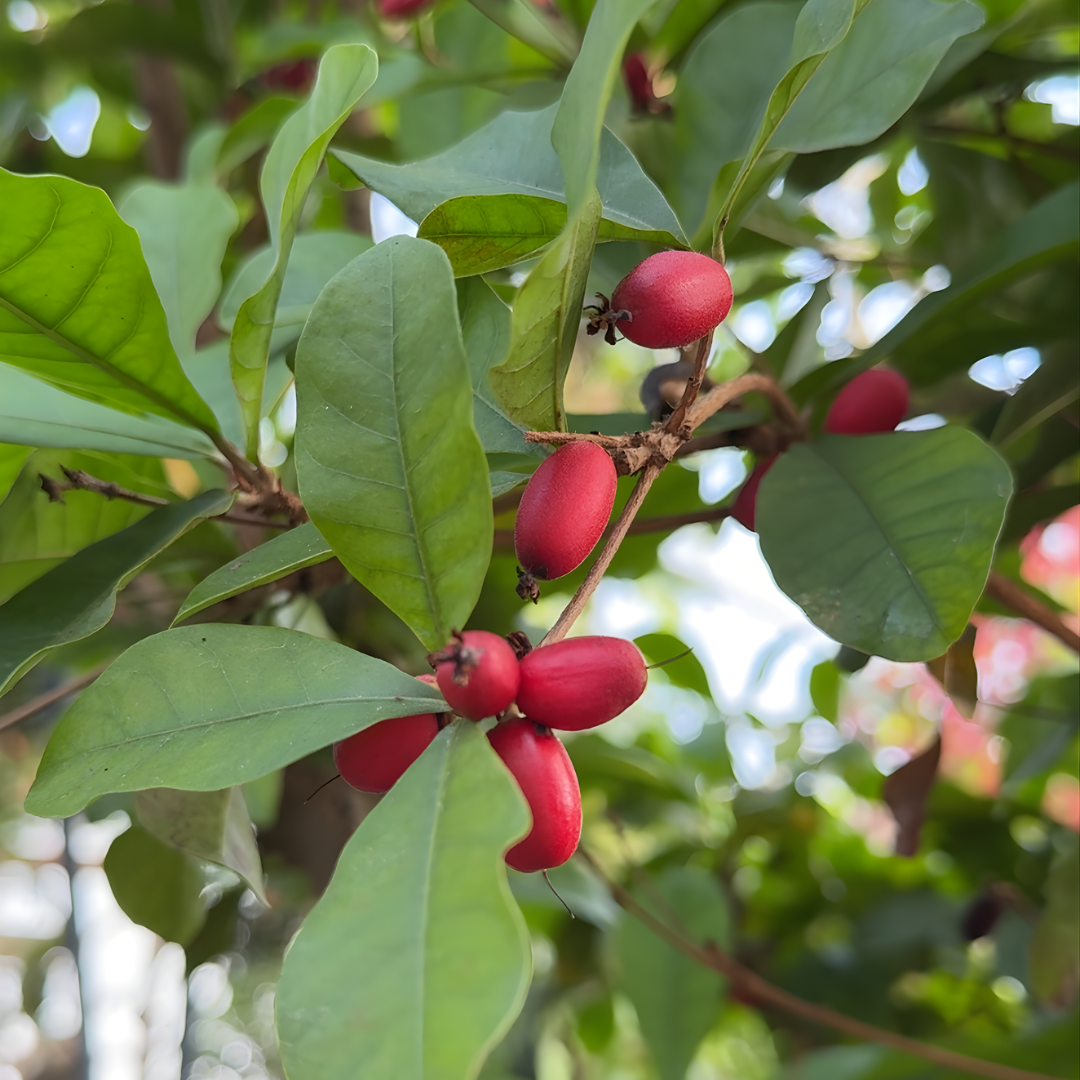 Miracle Berry: The Fruit That Changes How You Taste – Logee's Plants