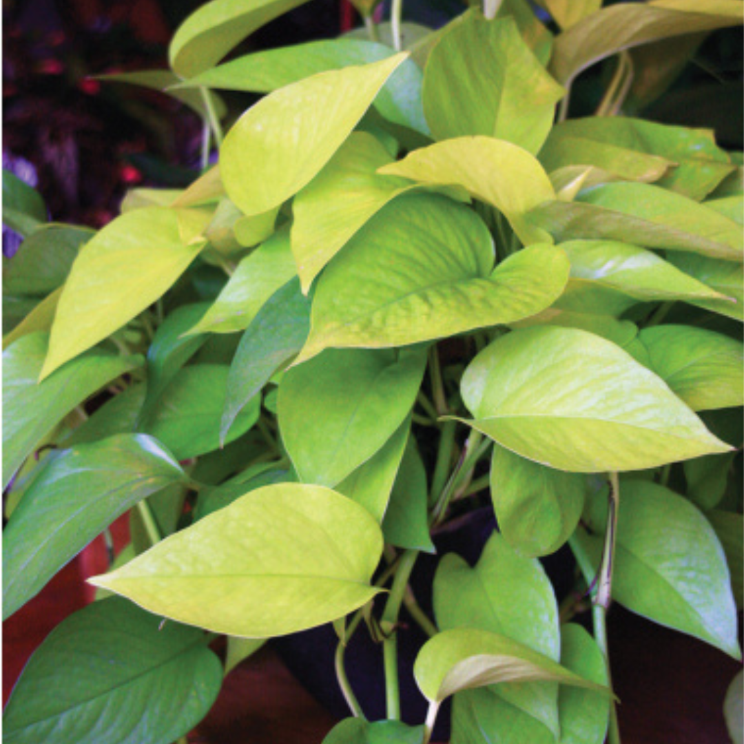 Meet the Neon Pothos: A Bright, Beginner-Friendly Houseplant