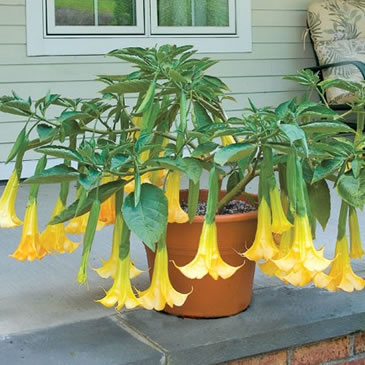 Angel's Trumpet - The perfect container plant for fragrant gardens!