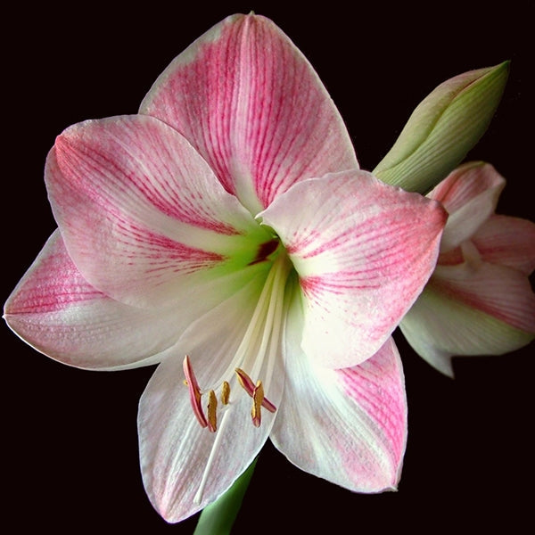 What to do After Amaryllis Blooms