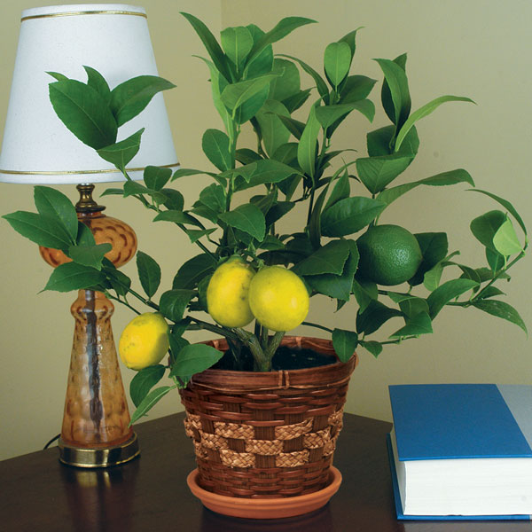 How to Grow Citrus in Pots