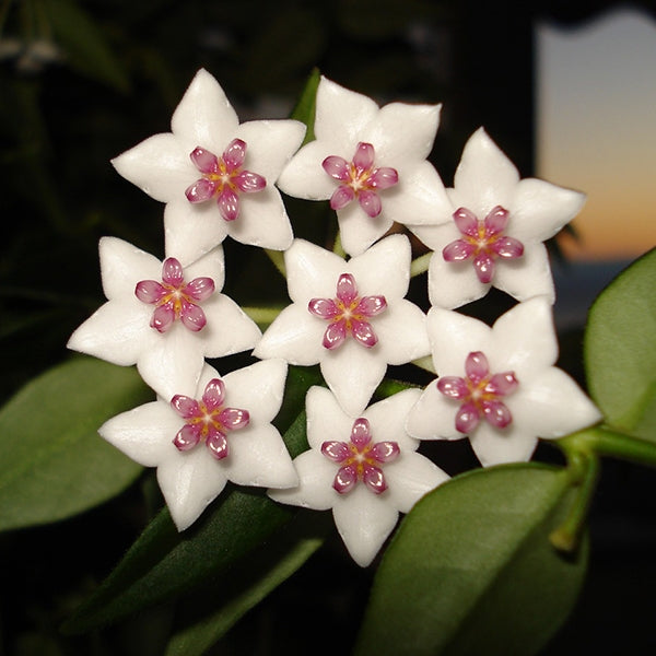 Top 5 Indestructible Hoya Plants