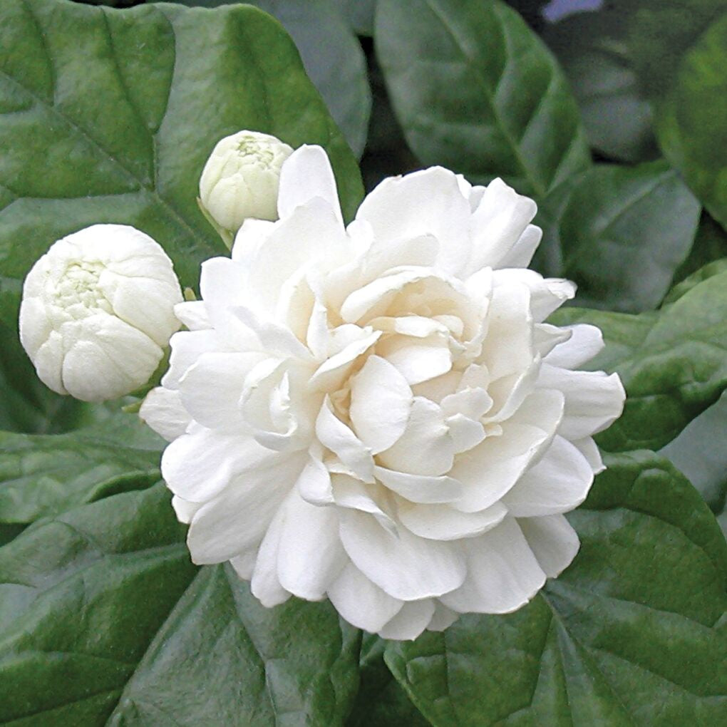 10 Fragrant Jasmine Varieties with Beautiful Scents – Logee's Plants