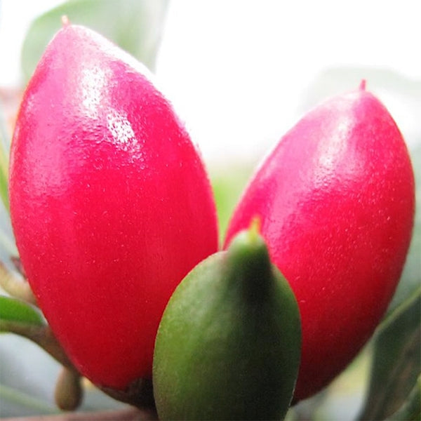 Fruiting the Miracle Berry