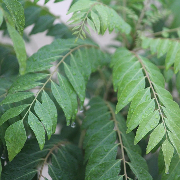 How to Grow and Care for a Curry Leaf Plant