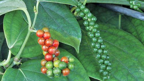 How to Grow Your Own Peppercorn Plants at Home!