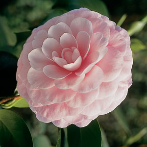 How to Grow Camellias: Delightful Winter and Spring Blooming "Tea Flowers"