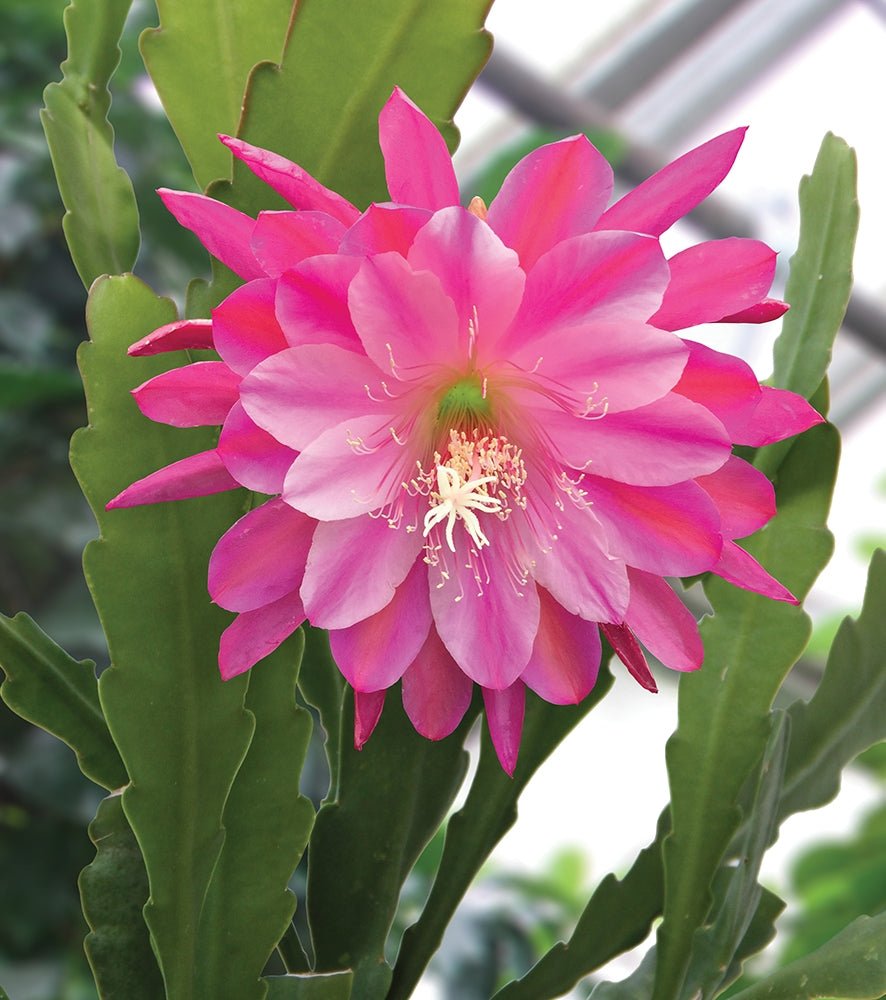How to Flower Spring Blooming Orchid Cactus and Clivias