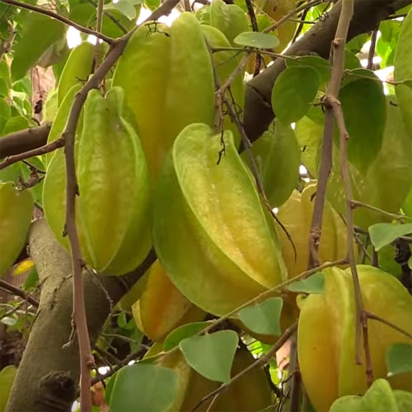 How to Grow Star Fruit in Containers at Home