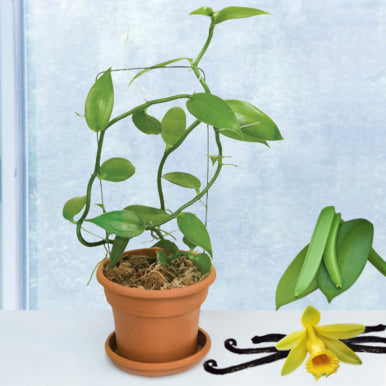How to Grow a Vanilla Plant at Home