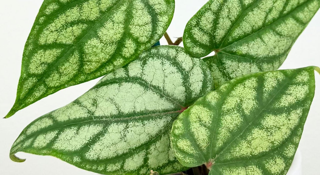 All Rare Plants