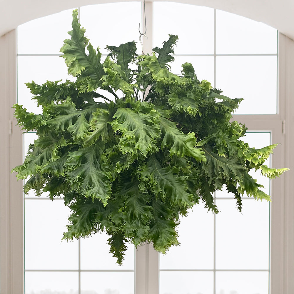 Plants on Sale/Monthly Plant Sales