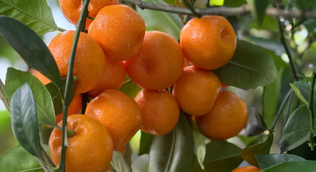 Fruiting Plants