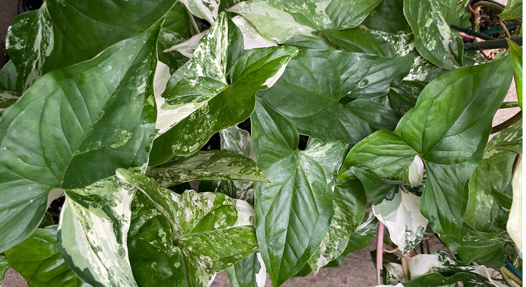 Indoor Plants
