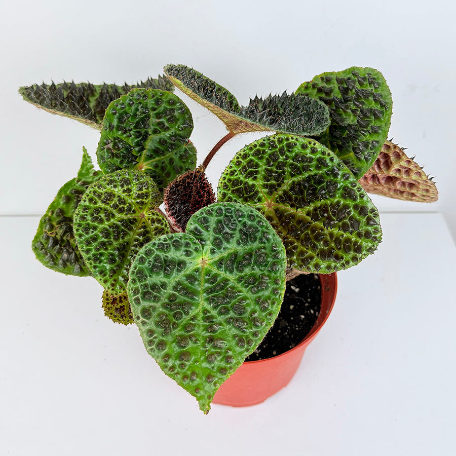 Rare Foliage Plants
