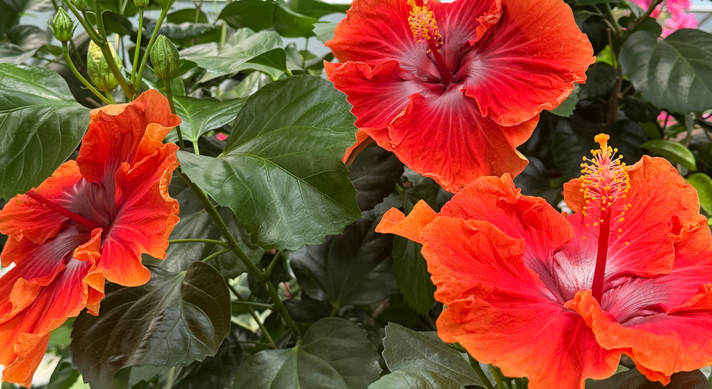 Tropical Plants