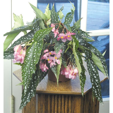Begonia Plants