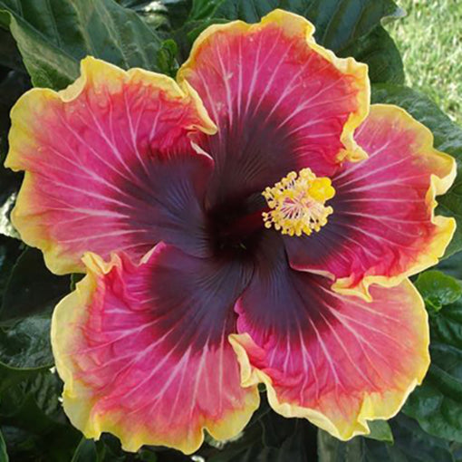 Tropical Patio & Garden Plants