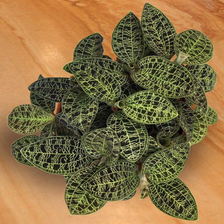 Indoor Tropical Plants