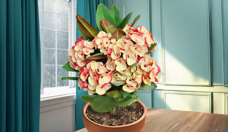 Staghorn Fern ‘Superbum’ (Platycerium superbum)