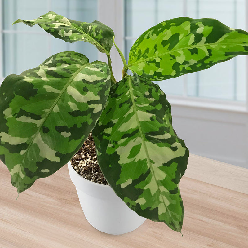 Variegated Plants