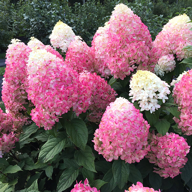 Hydrangea Quick Fire Fab® PP (Hydrangea paniculata hybrid)