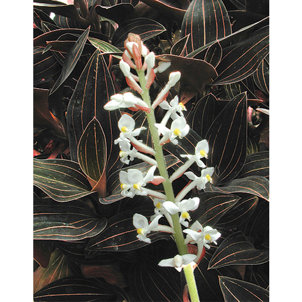 Black Jewel Orchid (Ludisia discolor)