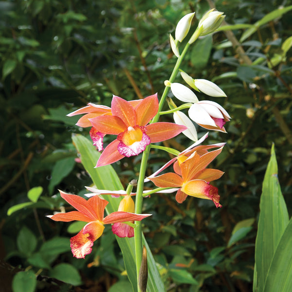 Terrestrial Orchid ‘Wild Thing’ (Phaius microburst)