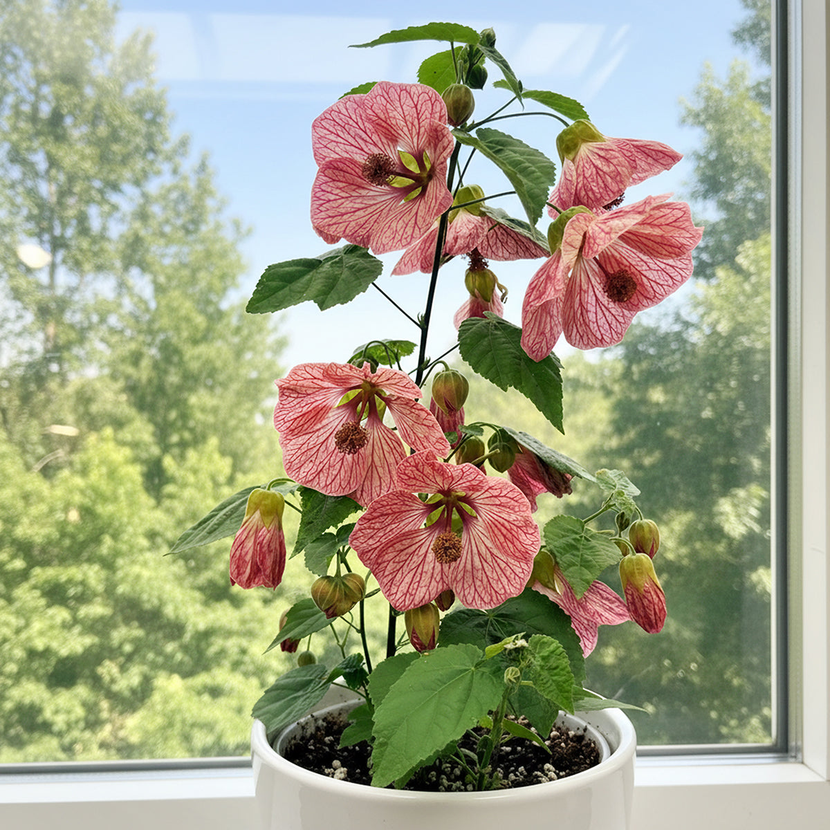 Abutilon 'Candy Cane' (Abutilon hybrid)