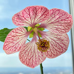 Abutilon Candy Cane plant for sale