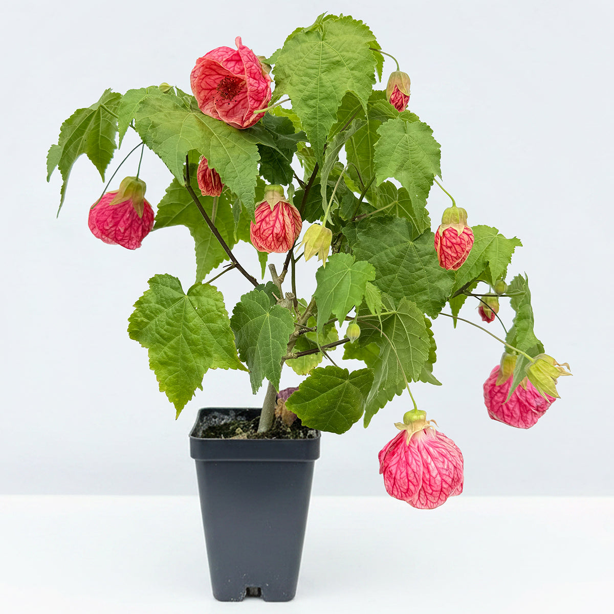 Logee's Exclusive Hybrids For Sale – Logee's Plants