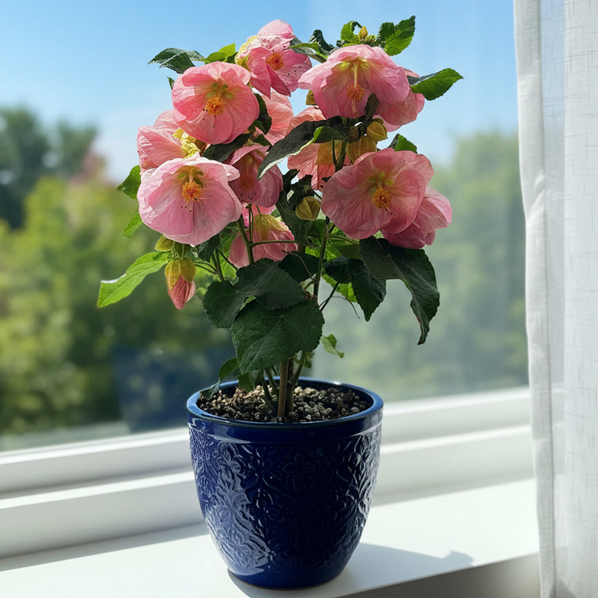 Logee's Abutilon Kristen's Pink - Thumbnail 3