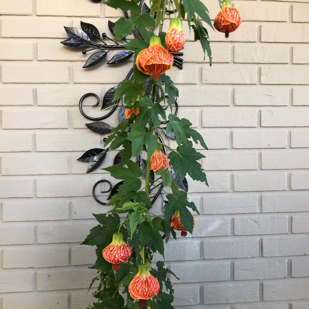 Abutilon 'Red Tiger' (Abutilon hybrid)