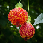 Abutilon 'Red Tiger' tropical flowering plant for sale