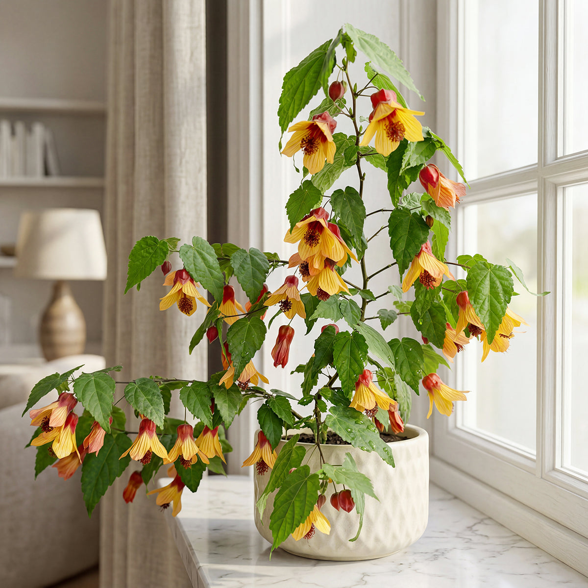 Abutilon Star Sprite blooming houseplant for sale