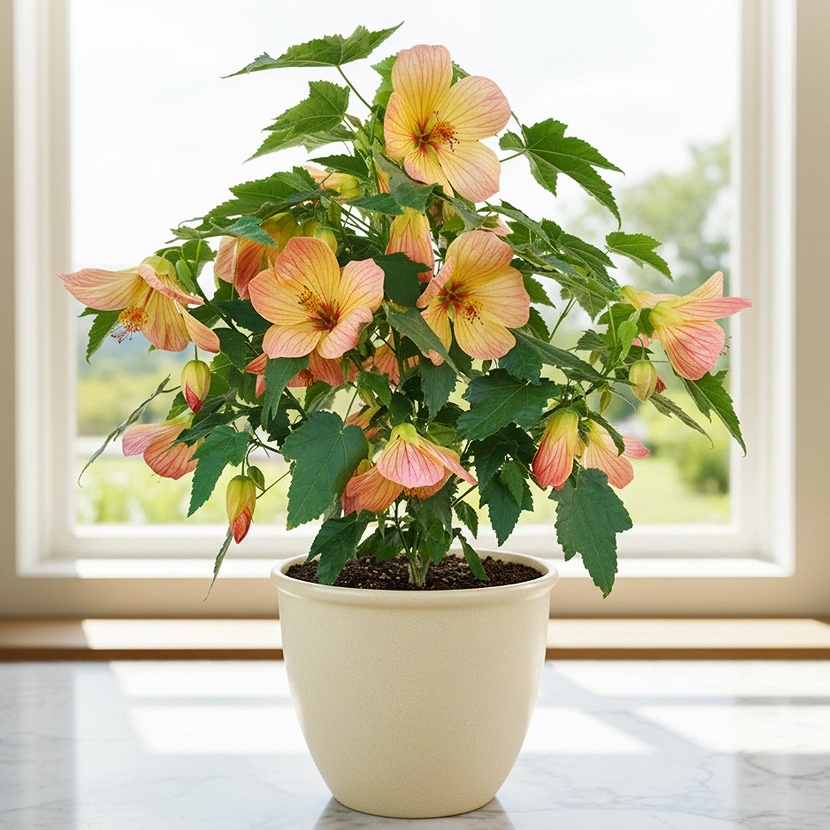tiger lilies for sale near me Abutilon ‘Tiger Lily’ For Sale – Logee's Plants