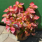 Acalypha wilkesiana 'Macafeeana' for sale