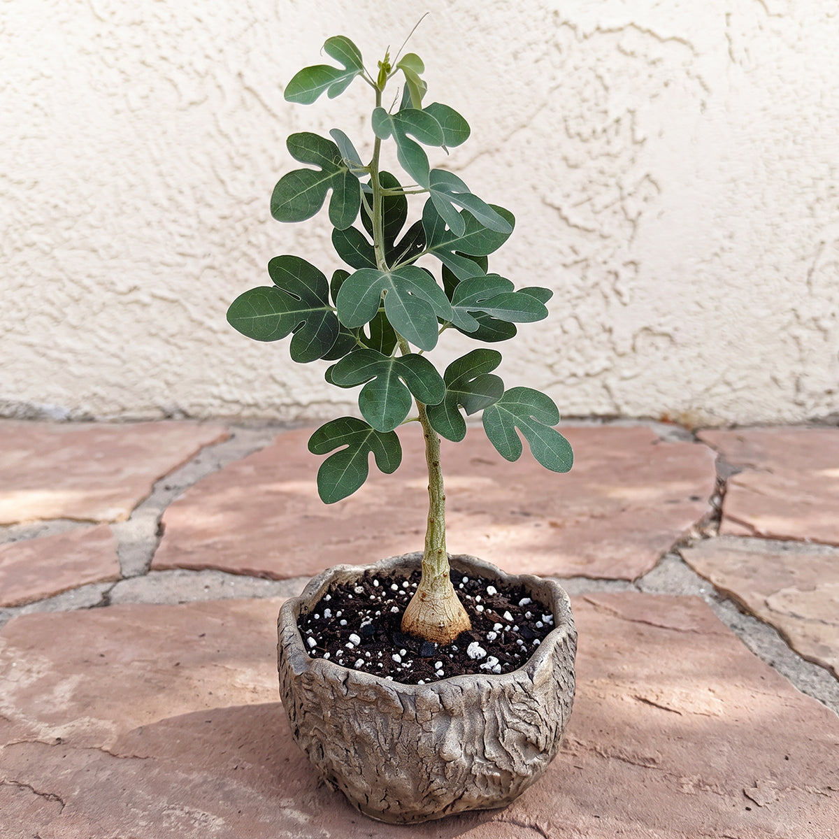 Adenia spinosa (Adenia spinosa)