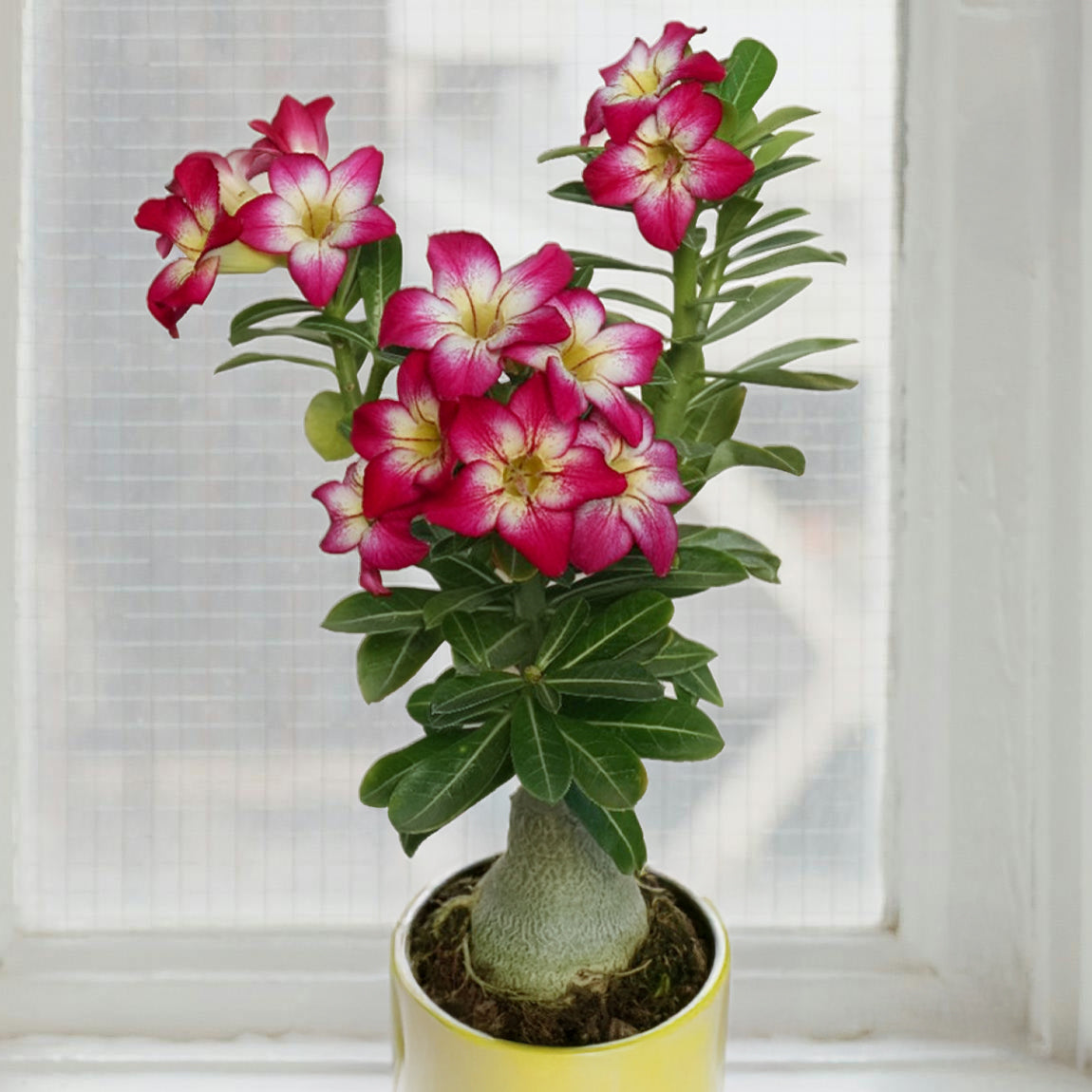 Desert Rose ‘Fiery Blaze’ - potted plant for sale