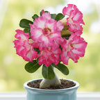 Desert Rose Flamingo plant for sale