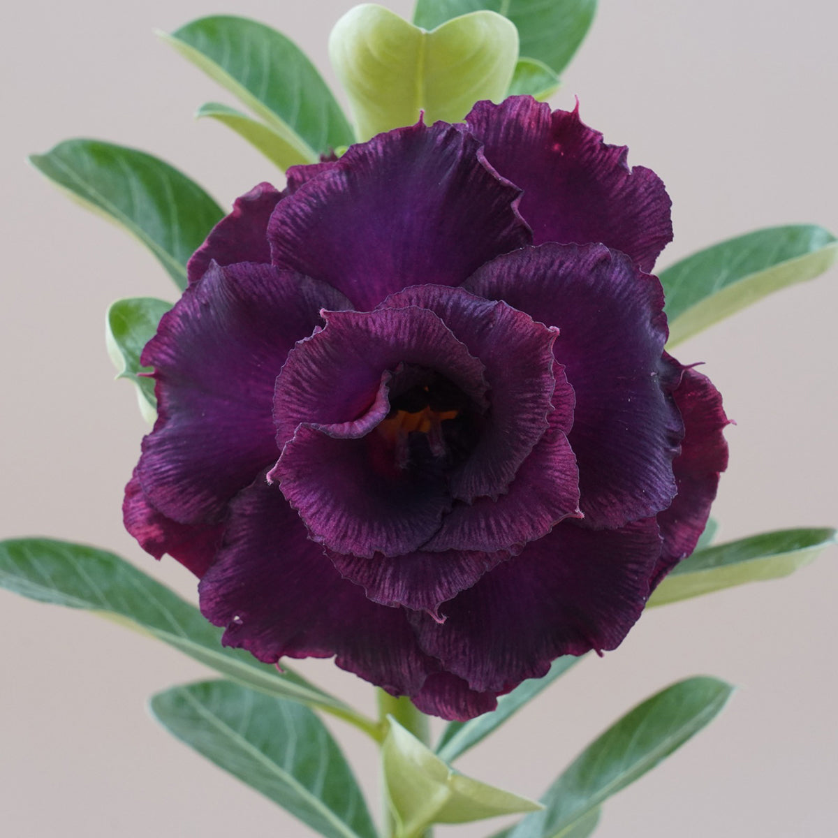 Desert Rose ‘Purple Royale’ for Sale – Logee's Plants
