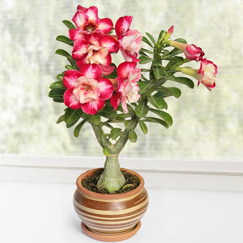 Desert Rose Raspberry Ripple