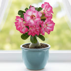 Desert Rose 'Flamingo' (Adenium hybrid)