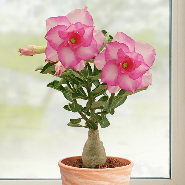 Desert Rose ‘Good Luck’ (Adenium hybrid)
