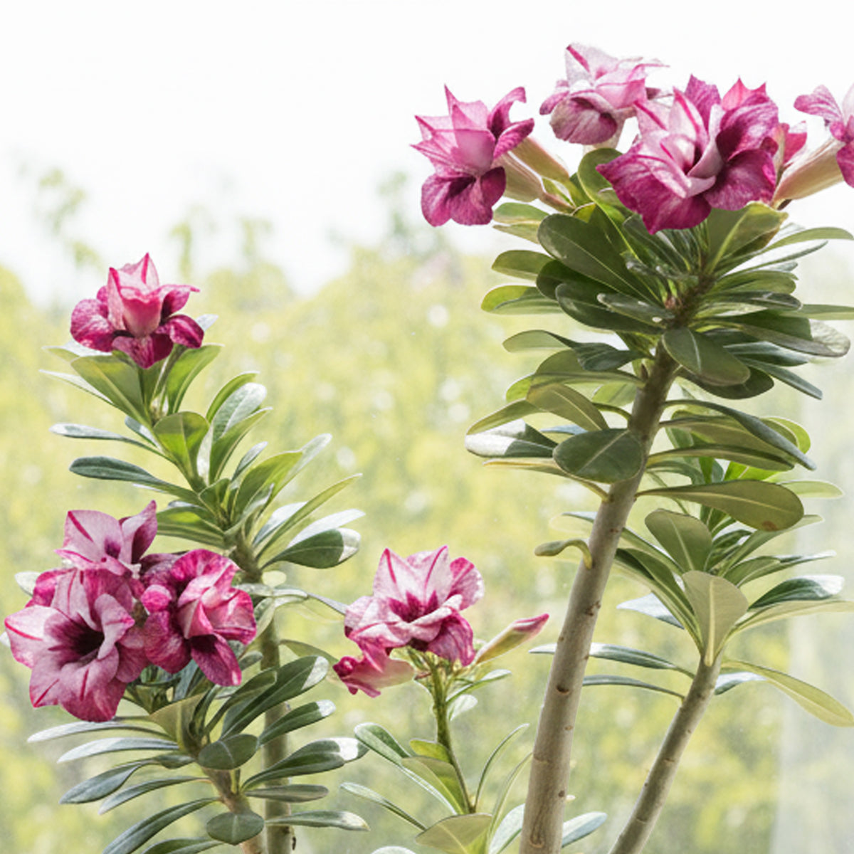 Desert Rose 'Zenoa' for Sale – Logee's Plants