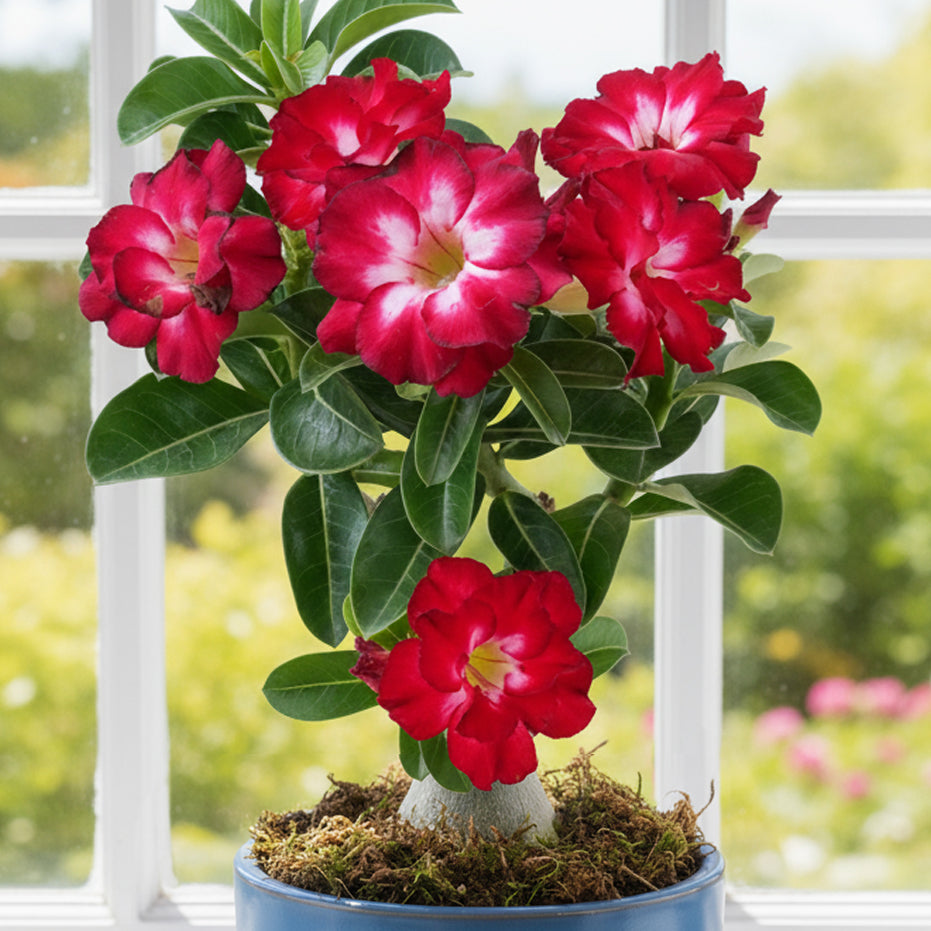Desert Rose 'Flame' (Adenium hybrid)