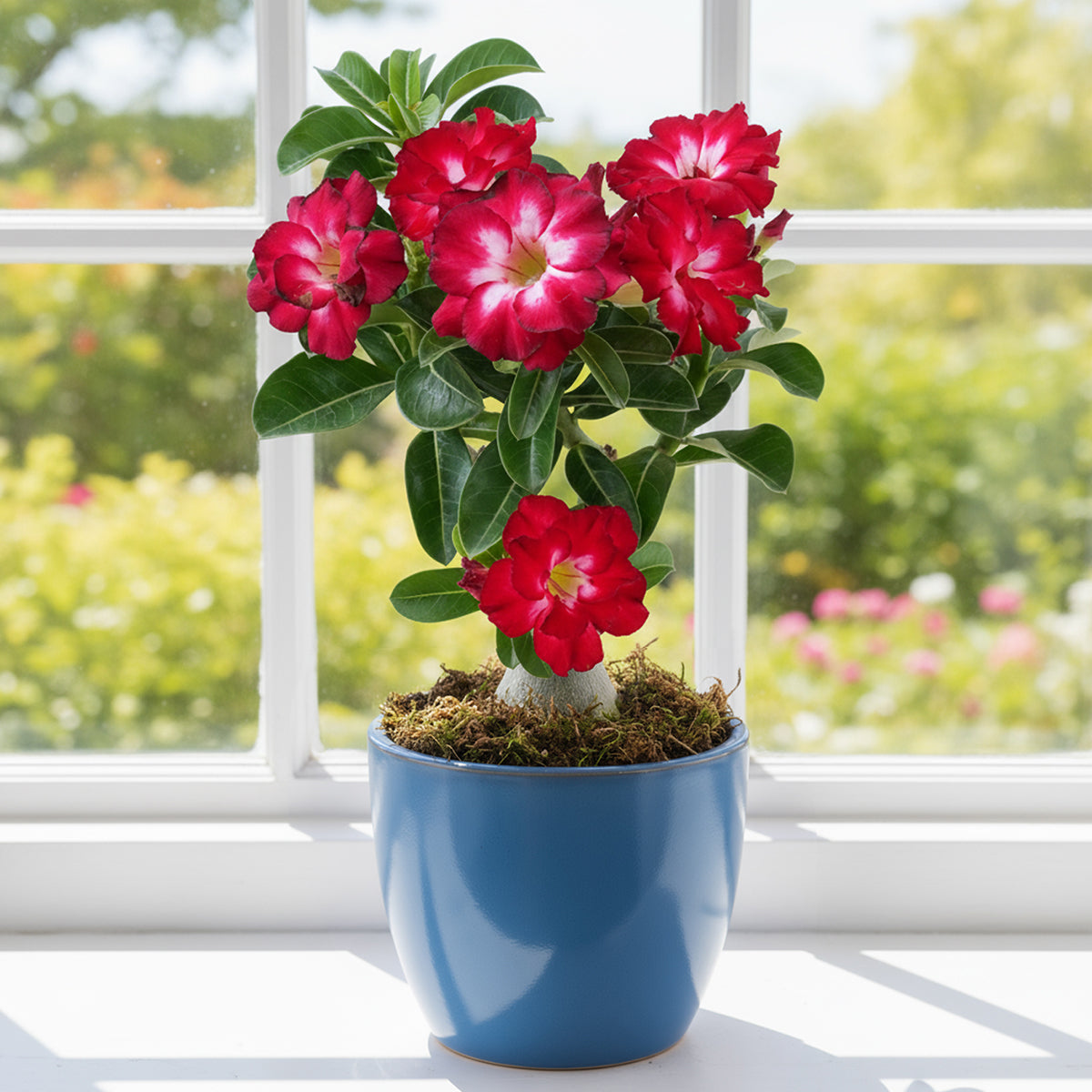 Desert Rose 'Flame' (Adenium hybrid)